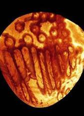 最古老精子现身化石中 男人什么时候精子质量最高？(组图)