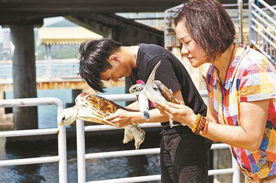 海南三亚景区放生海龟收费过万 放了又捞重新
