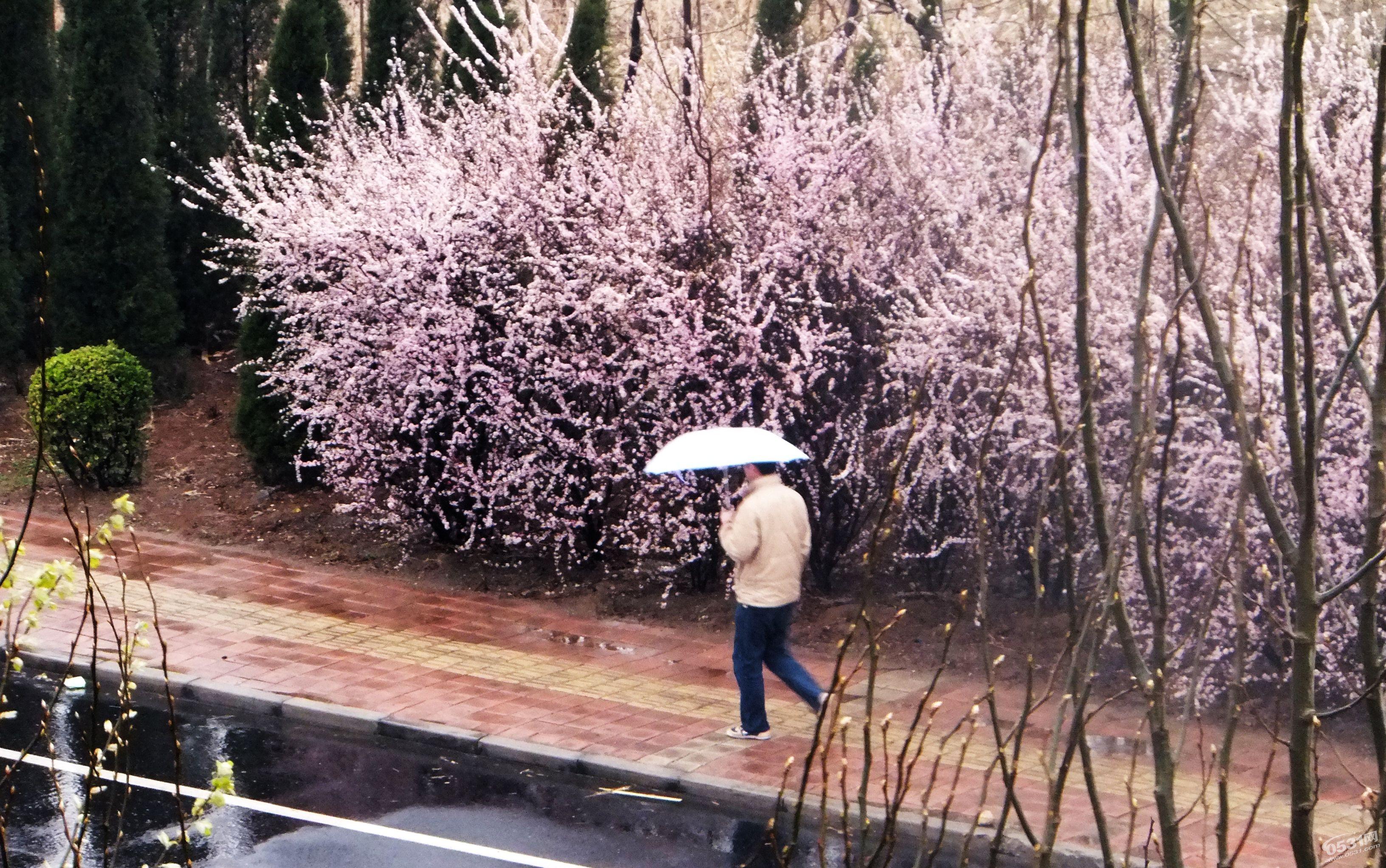 及時雨降臨緩解山東持續旱情 深度分析山東抗旱形勢（圖）