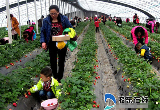 莱州农民种草莓 9亩棚年收入70万(图) - 齐鲁大