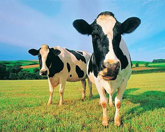 谁打奶牛立即开除，山东奶品保质很“矫情”
