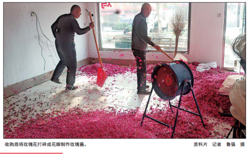 平阴玫瑰连续两年卖出白菜价 市场饱和是主因（图）