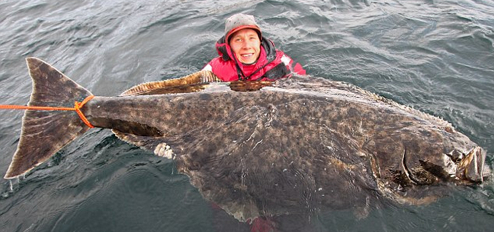 瑞典垂钓者捕获巨型比目鱼（组图）