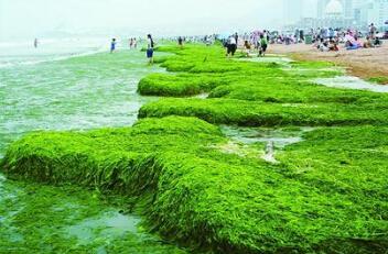 日照及时清理浒苔23万吨对旅游环境未造成明显影响图