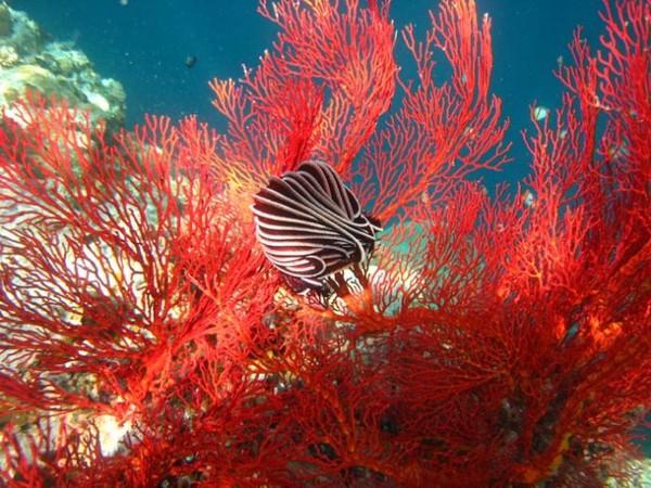 盗采几克红珊瑚，几万平米海底成“沙漠”（图）