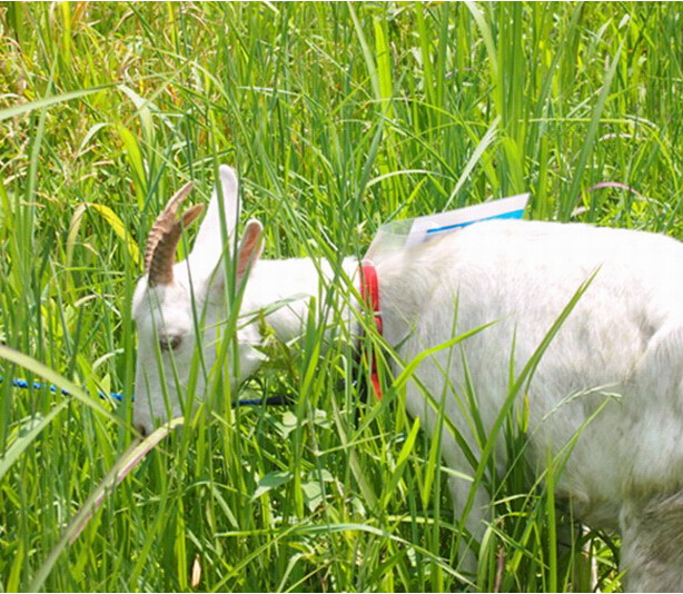 组图:日本用山羊为小区除草 居民称可治愈心灵