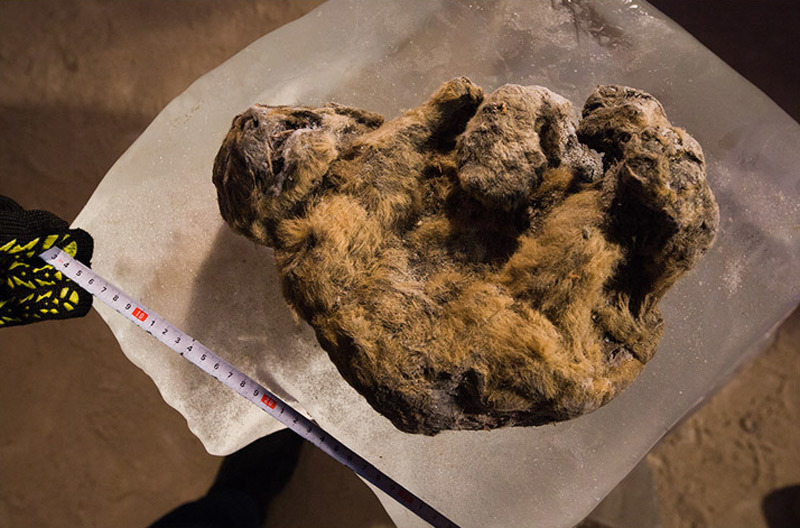 冰冻万年狮子展出 于今夏被考古学家在西伯利