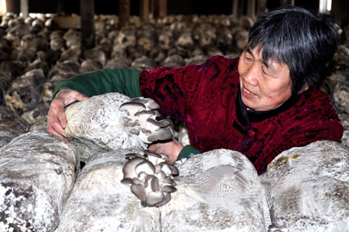 滨州农妇靠科技致富 成远近闻名“蘑菇王”