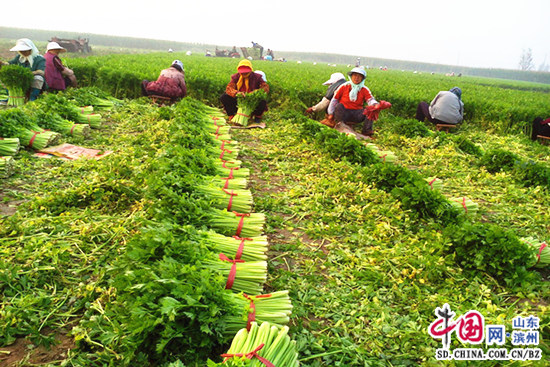 濱州博興龐家鎮：蔬菜種植産業快速發展 為群眾提供增收新門路