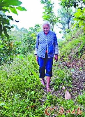 79歲老婦拾柴不穿鞋 揭老人健康長壽秘笈（組圖）