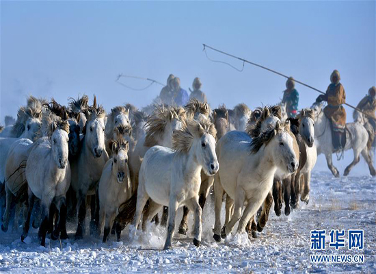 冰雪草原大赛马  展示草原马文化