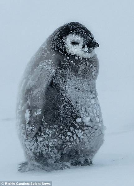 企鹅在南极暴风雪中抱团取暖（组图）