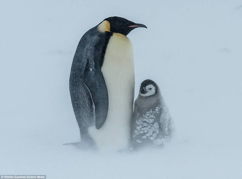 企鹅在南极暴风雪中抱团取暖（组图）
