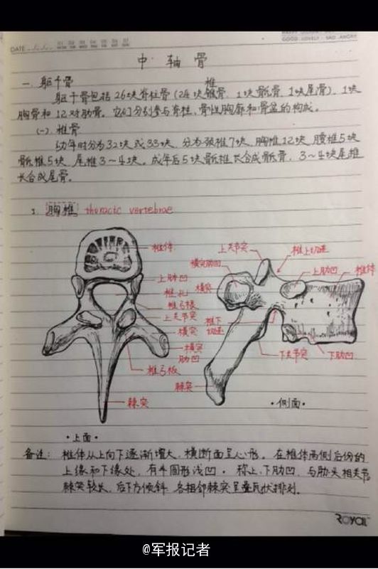 学霸手绘骨骼图 医学笔记似素描(组图)