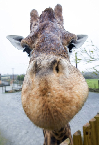 世界最高长颈鹿5.8米 罕见睡姿看得人脖子疼(组