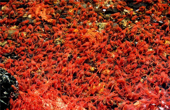 紐西蘭小龍蝦群被衝上海岸“染紅”海水 場面壯觀（圖）