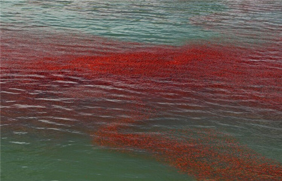 紐西蘭小龍蝦群被衝上海岸“染紅”海水 場面壯觀（圖）