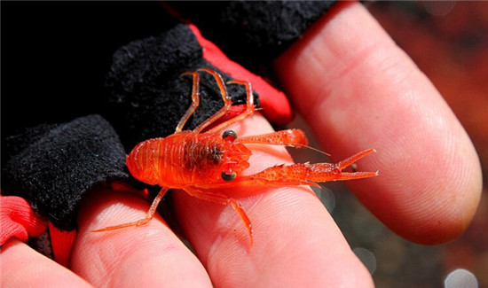 紐西蘭小龍蝦群被衝上海岸“染紅”海水 場面壯觀（圖）