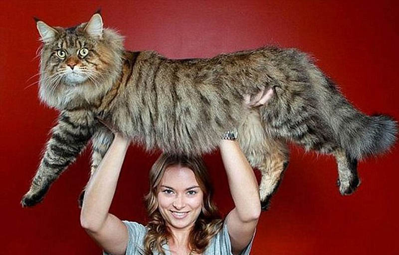 欧美网友晒自家巨猫喵星人最大身长超1米这是要变虎的节奏啊组图