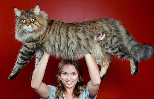 晒巨型猫掀起网上热潮