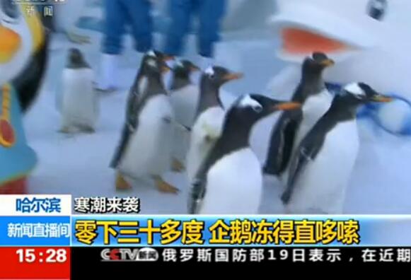哈尔滨遇罕见低温直降零下30多度 南极企鹅个个冻得直哆嗦