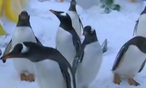 哈尔滨遇罕见低温 企鹅被冻得打哆嗦了（组图）