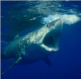 水下拍摄大白鲨捕食瞬间