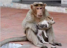 印度猴妈妈收养流浪狗当亲儿子