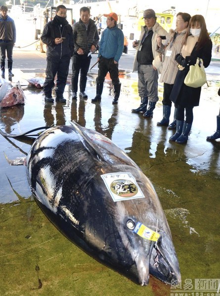 417公斤重金槍魚再次破紀錄 可供3000人食用（組圖）