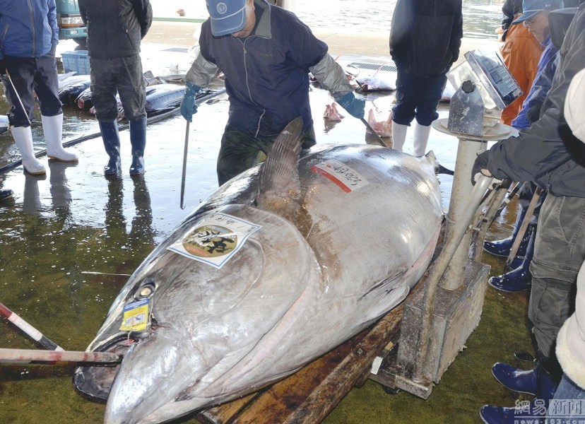 417公斤重金槍魚再次破紀錄 可供3000人食用（組圖）