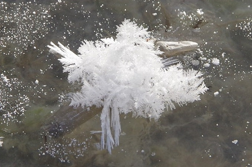 北海道湖面布满“霜花” 冰清玉洁纯美如莲(图)