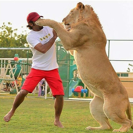 土豪養獅子出逃 盤點世界不同尋常的猛獸寵物（組圖）