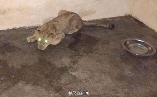 土豪家養獅子出逃 “大貓”竟在社區門口閒逛3小時求心理陰影面積 (圖)