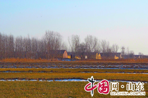 濱州拍客：北方鄉村之冬日田間的密語