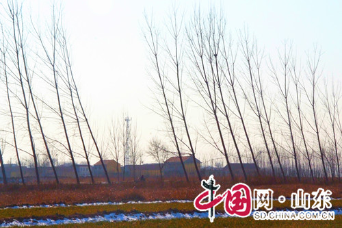 濱州拍客：北方鄉村之冬日田間的密語