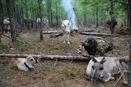 中国最后狩猎部落 深山密林中与驯鹿相依为命