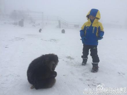 靈猴被傷腳求救 牽動著無數網友的心