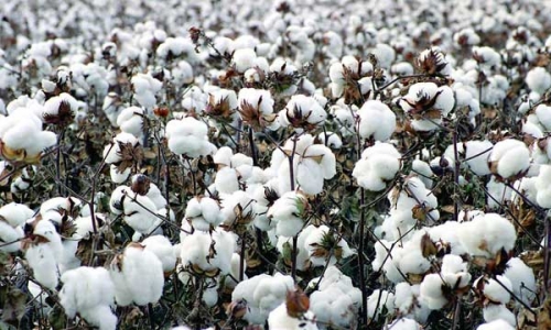 滨州市棉花进口关税配额居全省第一 22家企业