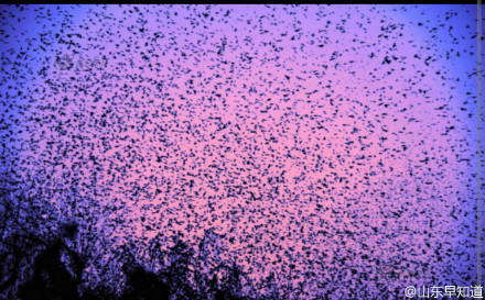 濟南趵突泉上空現“萬鳥朝陽”奇觀 群鳥飛過“哨音”泉城上空回蕩（組圖）