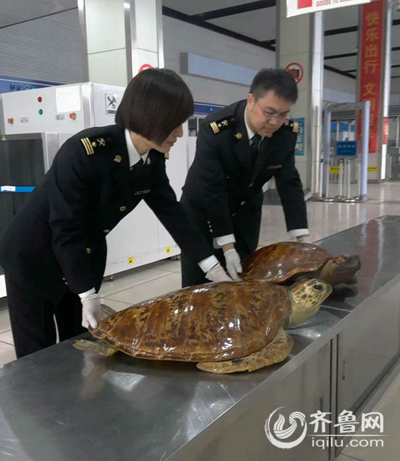 青島海關查獲綠海龜標本 係國家二級保護動物(圖)