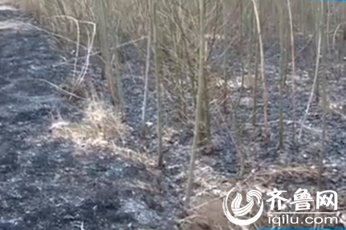 4萬棵樹苗被燒燬（視頻截圖）