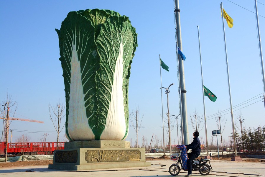 山東聊城街頭現“巨型大白菜” 玻璃鋼做成身高9米(組圖)