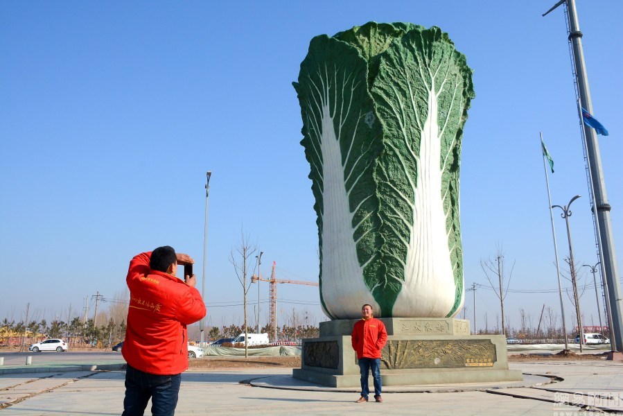山东聊城街头现“巨型大白菜” 玻璃钢做成身高9米(组图)