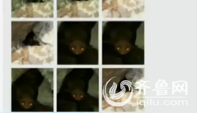 網友拍攝到奇怪的放生生物”非洲爪蟾“