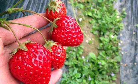 濱州濱城區楊柳雪鎮安家村：發展草莓採摘遊 促進農民增收