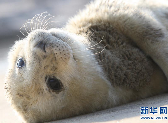 山东烟台斑海豹产下8斤小宝宝 属国家二级保护哺乳动物（组图）