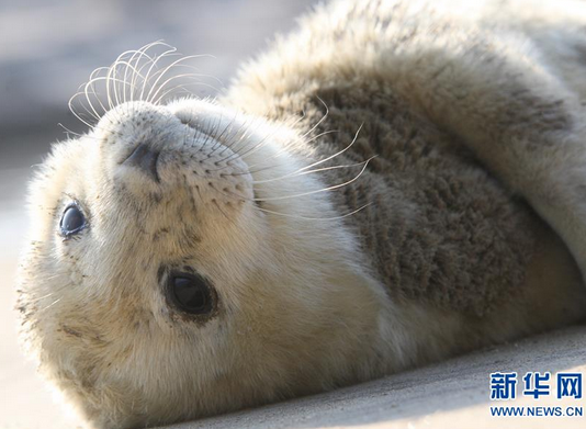 山東煙臺斑海豹産下8斤小寶寶 屬國家二級保護哺乳動物（組圖）