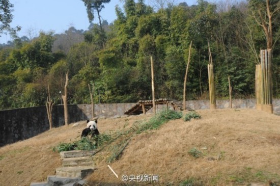 两只大熊猫将赴韩 大家希望在那里它们能“终成眷属”