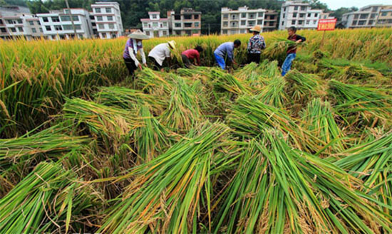 袁隆平超級稻落戶莒南 目標劍指每公頃16噸