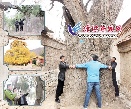 潍坊市500年以上的一级保护树种20325株 数十株以上规模古树群资源12处